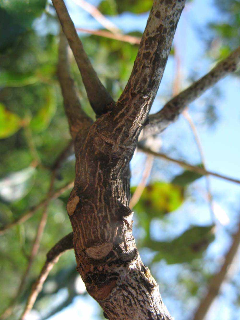              Second - third year twig (Winter Haven, FL)       